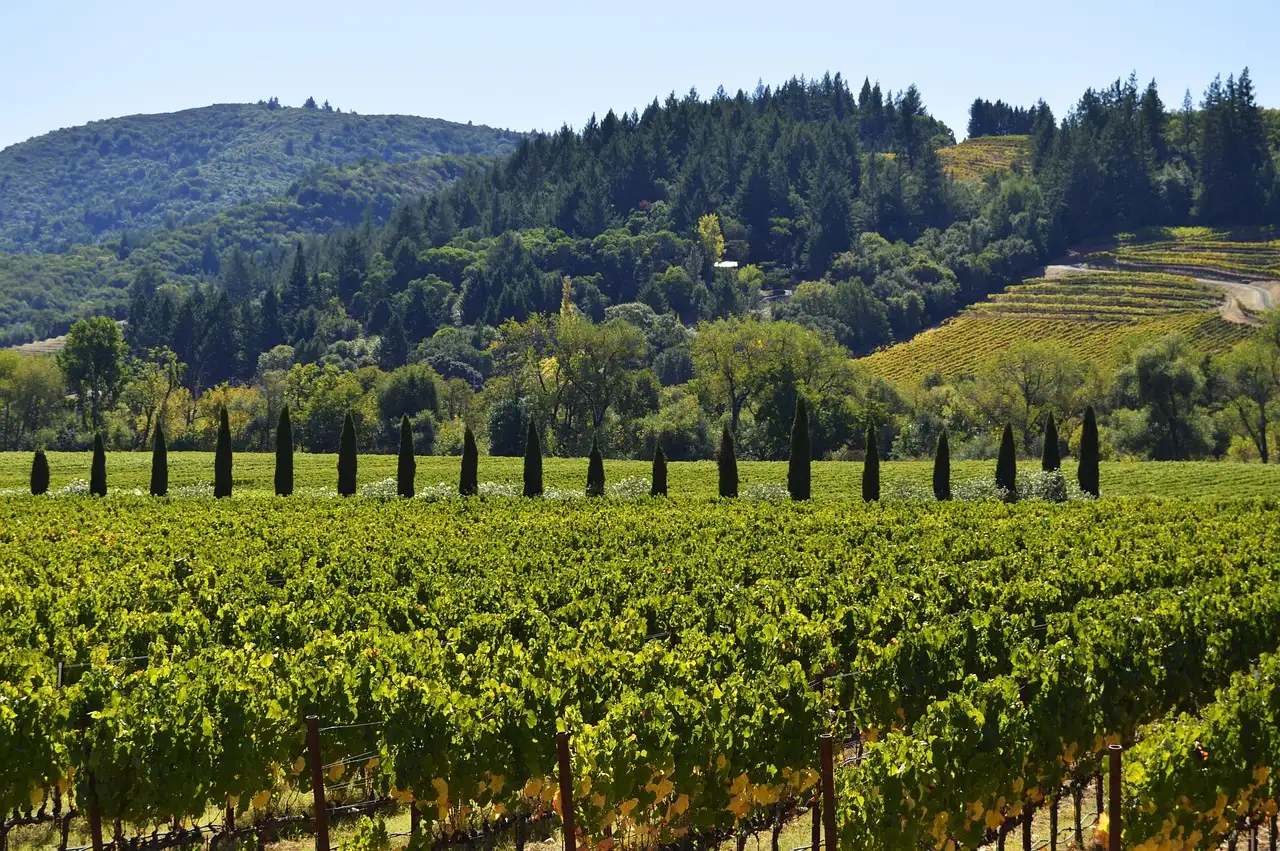 Vineyard rows on the hills of Sonoma County