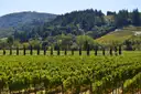 Vineyard rows on the hills of Sonoma County