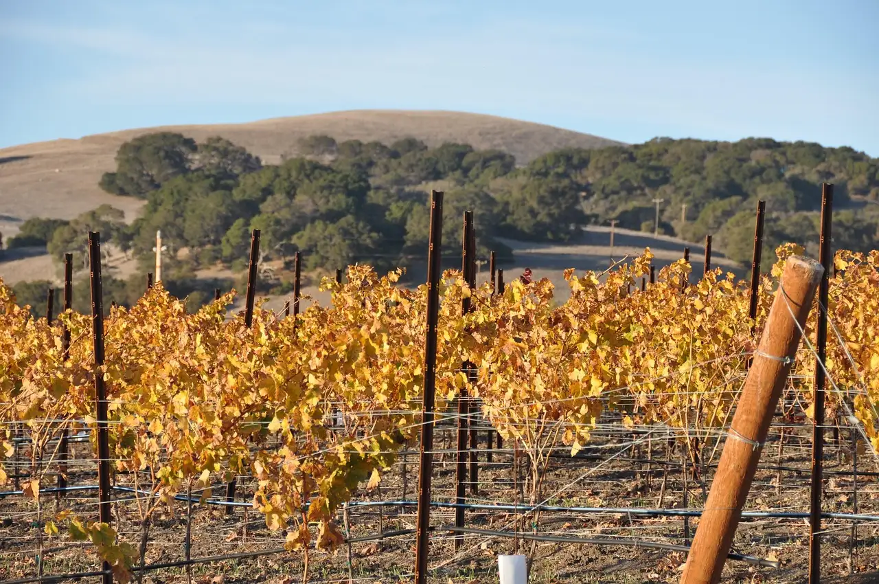 A Sonoma vineyard in autumn gold below oak-covered hills