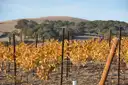 A Sonoma vineyard in autumn gold below oak-covered hills