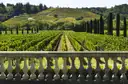 A Sonoma County vineyard with a row of cypress trees