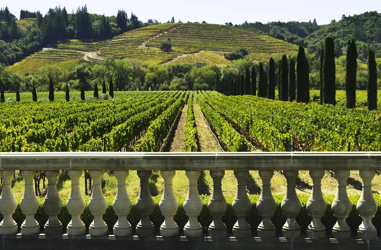 A Sonoma County vineyard with a row of cypress trees