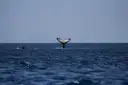 A whale's tail above the open ocean